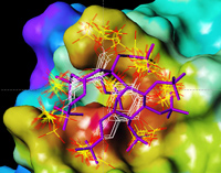 Molecules of Fibroblast growth factor